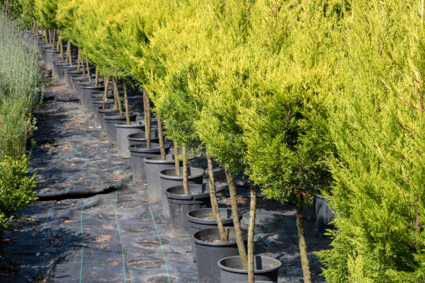Port orford cedar tree nursery. The pots are arranged in a row. Reclining were taken. Port orford cedar tree nursery. The pots are arranged in a row. Reclining were taken. port orford cedar stock pictures, royalty-free photos & images