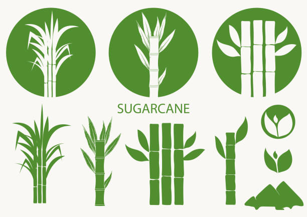 zuckerrohr-set. rohrpflanze, zuckerrohr ernte stiel, pflanze und blätter, zuckerzutat stamm. vektor - sugar leaf stock-grafiken, -clipart, -cartoons und -symbole