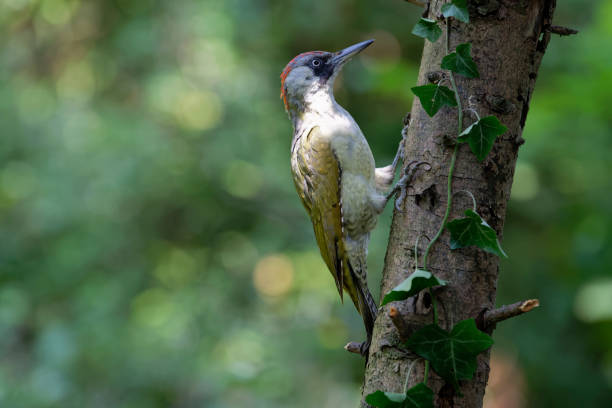 kuvapankkikuvat ja rojaltivapaat kuvat aiheesta euroopan vihreä tikka (picus viridis) - european green woodpecker