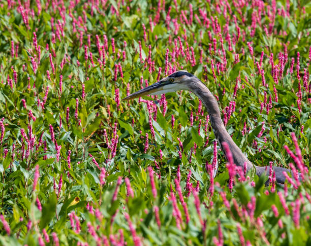 istock Great blue heron among the pink flowers 1173206876
