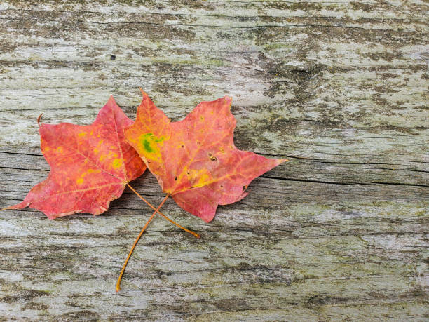 istock autumn maple leaves on wood 1173207118