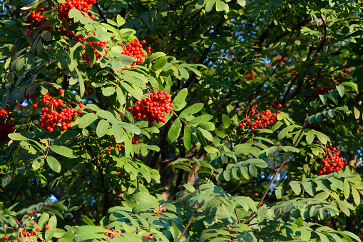 Ripe red bunches of rowan on a tree in late summer.