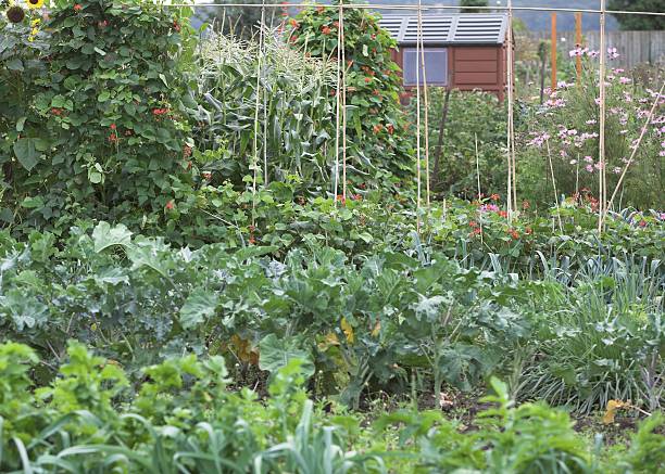 istock Plants growing on an allotment 117320996