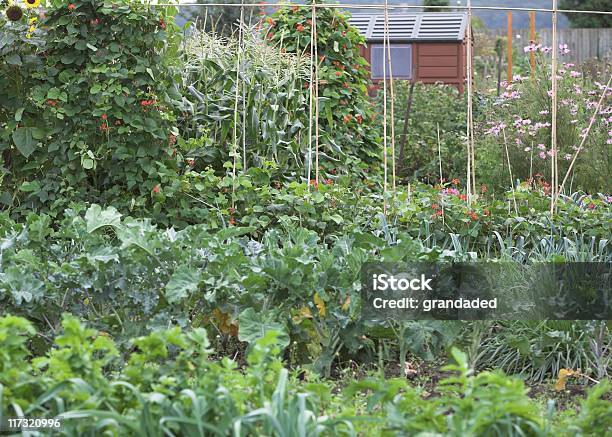 Plants Growing On An Allotment Stock Photo - Download Image Now - Agriculture, Color Image, Community Garden