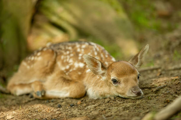istock Fallow deer fawn lying on the ground 1173211862