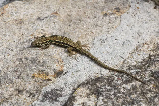 Photo of Common wall lizard on a wall