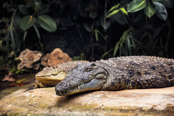 crocodilo do rio - crocodile family - fotografias e filmes do acervo