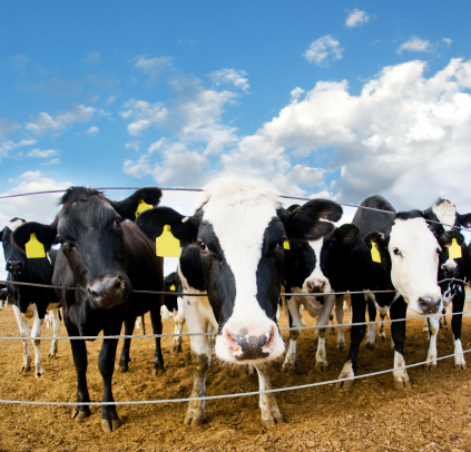 Cows looking curiously forward ALSO SEE...