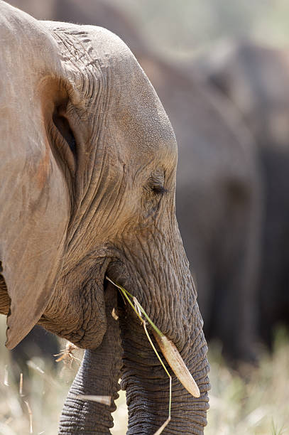 istock Elephant in African savanna eating, portrait 117321637