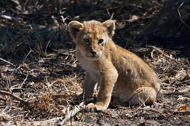 Lion cub lying and looking