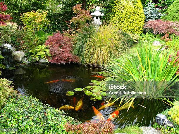 Japanischer Garten Mit Koiteich Stockfoto und mehr Bilder von Hausgarten - Hausgarten, Ziergarten, Ahorn