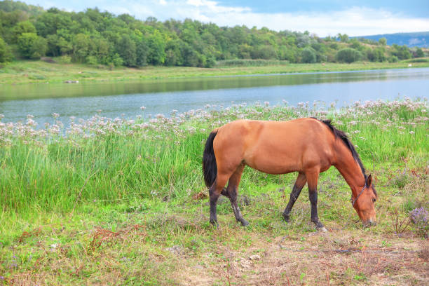 istock horse on a pasture 1173217905