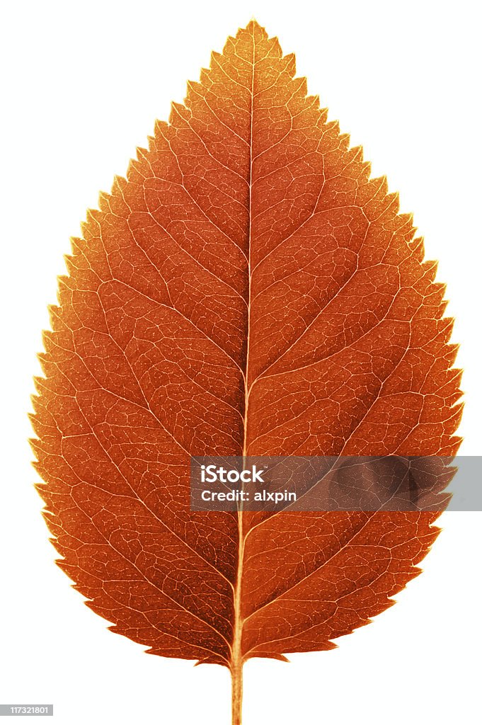 Leaf Macro Autumnal rose leaf texture in a vertical direction. Abstract Stock Photo