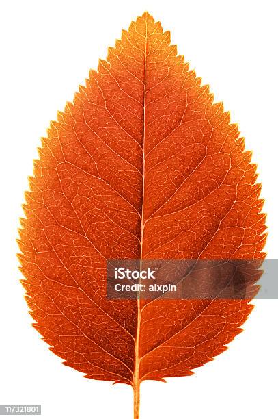 Leaf Macro Stock Photo - Download Image Now - Abstract, Autumn, Backgrounds