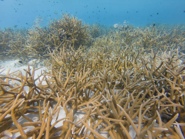 istock Critically Endangered Staghorn Coral 1173218802