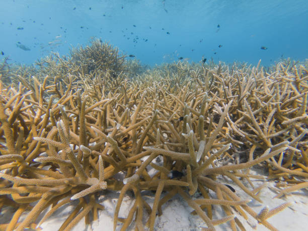 Critically Endangered Staghorn Coral