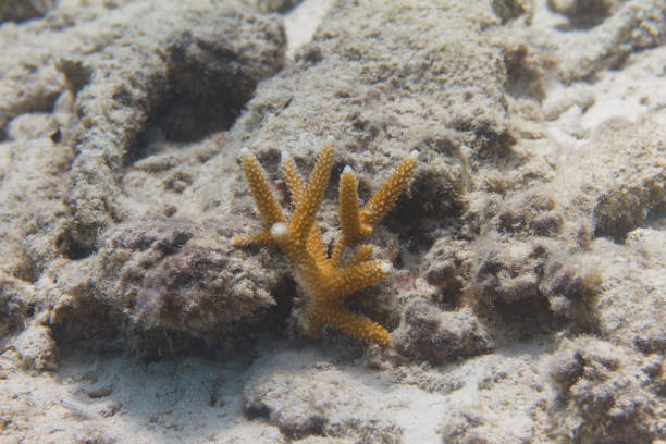 Fusiliers swarm over coral garden, Caseo cuning