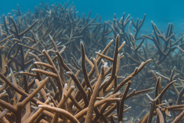 istock Critically Endangered Staghorn Coral 1173218833