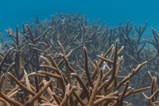 istock Critically Endangered Staghorn Coral 1173218876