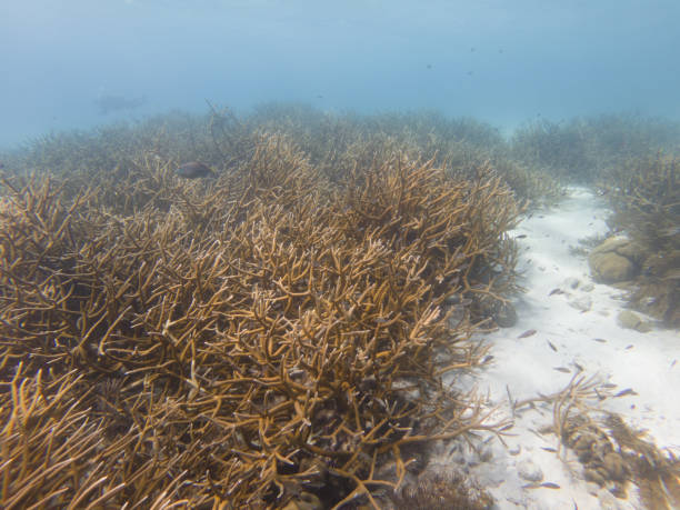 istock Critically Endangered Staghorn Coral 1173218951