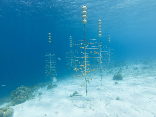 ernstig bedreigde elkhorn koraal gekweekt - acropora palmata stockfoto's en -beelden