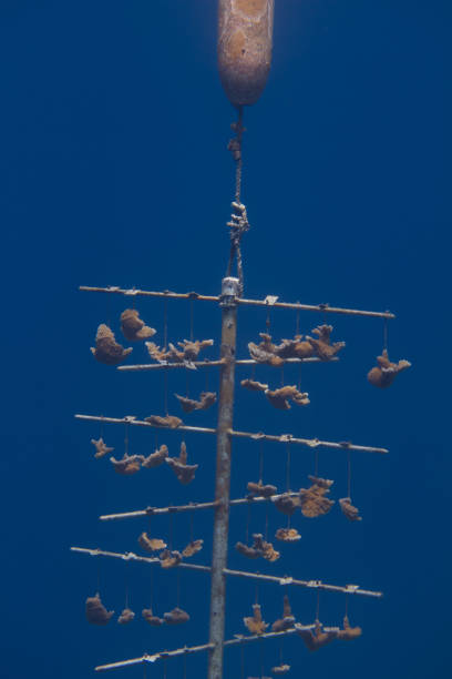 ernstig bedreigde elkhorn koraal gekweekt - acropora palmata stockfoto's en -beelden