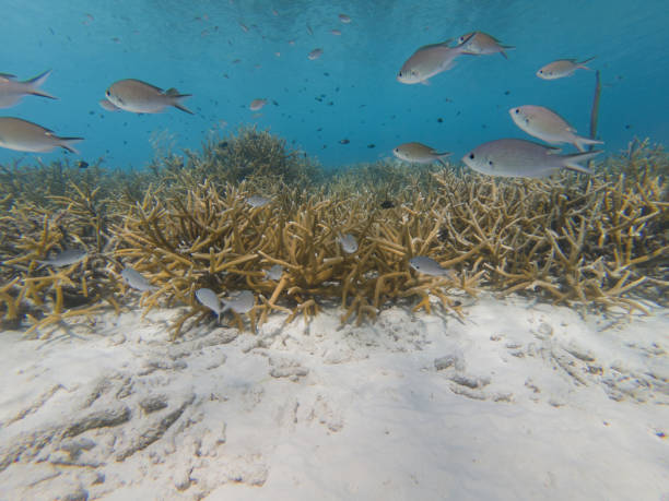 Brown Chromis over Critically Endangered Staghorn Coral Shoal of Brown Chromis swimming over critically endangered Staghorn Coral on coral reef off Bonaire, Dutch Caribbean chromis stock pictures, royalty-free photos & images