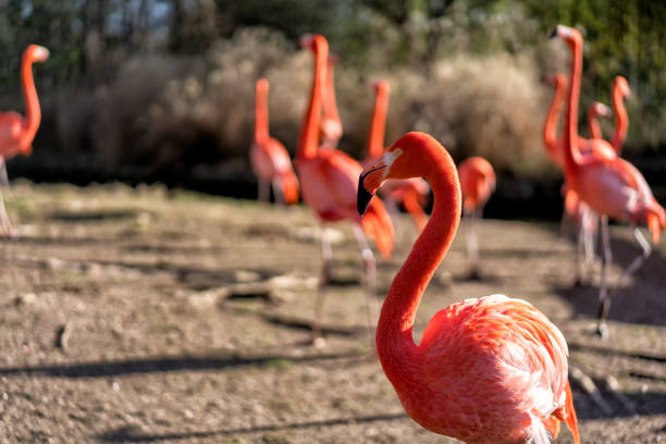 istock American Flamingo 1173219069