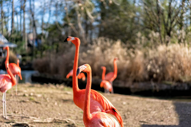 istock American Flamingo 1173219127