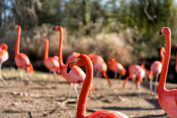 istock American Flamingo 1173219224