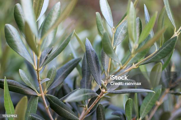 Olive Tree Stockfoto und mehr Bilder von Ast - Pflanzenbestandteil - Ast - Pflanzenbestandteil, Blatt - Pflanzenbestandteile, Farbbild