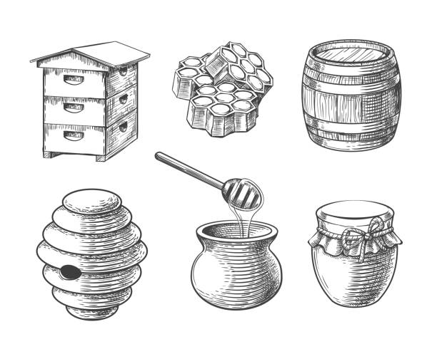 Honey sketch elements Honey sketch vector elements. Hand drawn honeycomb sweets and jar, vintage barrel for beeswax and honeypot, beehives for domestic and wild bees in engraving style honey illustrations stock illustrations