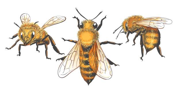 ilustrações de stock, clip art, desenhos animados e ícones de honeybee vintage set - abelha de mel ilustrações