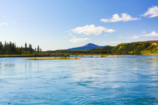 ユーコン川の葉、ホワイトホース、ユーコン、カナダ - alaska landscape scenics wilderness area ストックフォトと画像