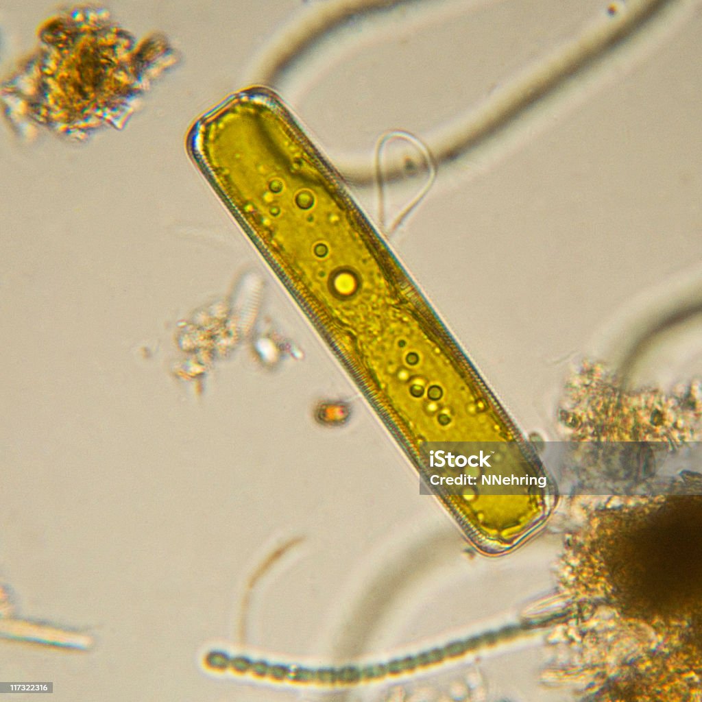 Diatomácea, Pinnularia espécies, Micrografia - Royalty-free Diatomácea Foto de stock