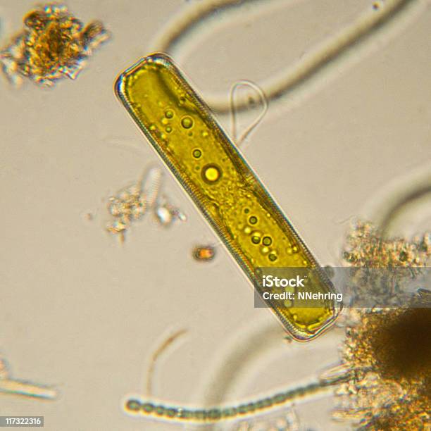 Diatomácea Pinnularia Espécies Micrografia - Fotografias de stock e mais imagens de Diatomácea - Diatomácea, Cloroplasto, Célula