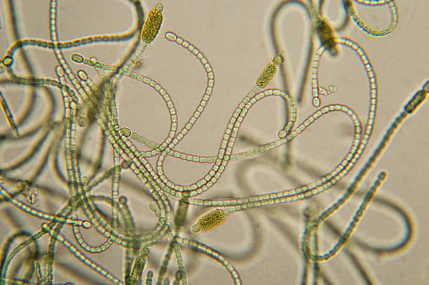 cyanobacteria elektronowy - cell plant cell biology scientific micrograph zdjęcia i obrazy z banku zdjęć