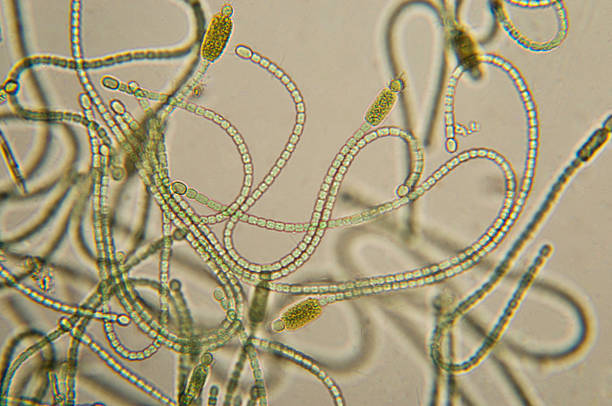 Micrografia cyanobacteria - fotografia de stock