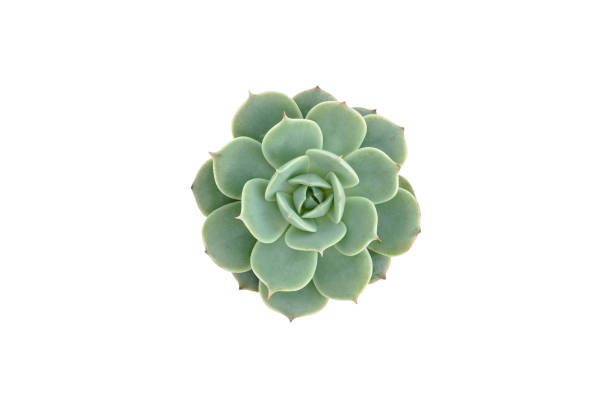 istock Top view of small cactus isolated on white background 1173223811