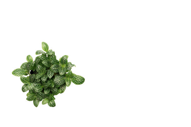 istock Green plant, green leave isolated on white background with copy space. 1173224244