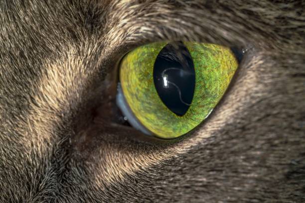 istock macro image of a cat's eye 1173226960