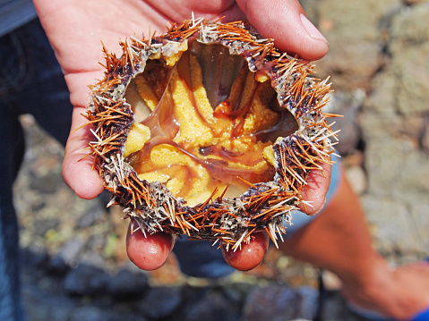 Fresh sea urchins from Penghu county , Taiwan