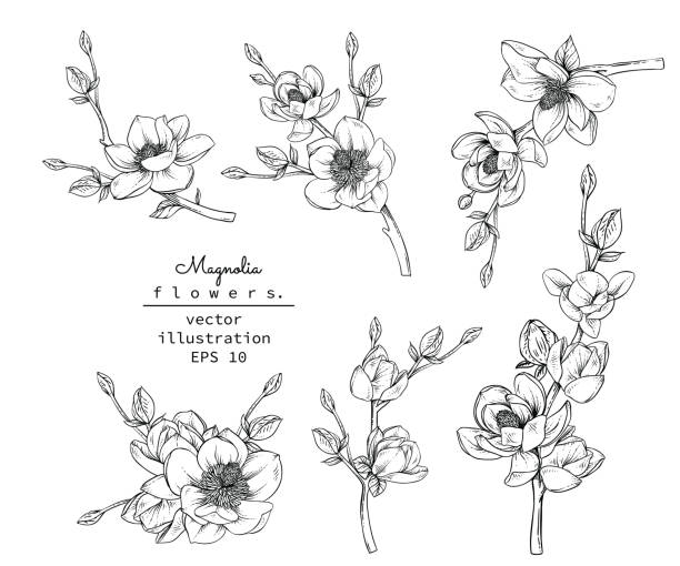 ilustraciones, imágenes clip art, dibujos animados e iconos de stock de impresión - magnolia white blossom flower