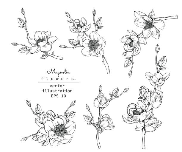 Print Sketch Floral Botany Collection. Magnolia flower drawings. Black and white with line art on white backgrounds. Hand Drawn Botanical Illustrations.Vector. hand clipart stock illustrations