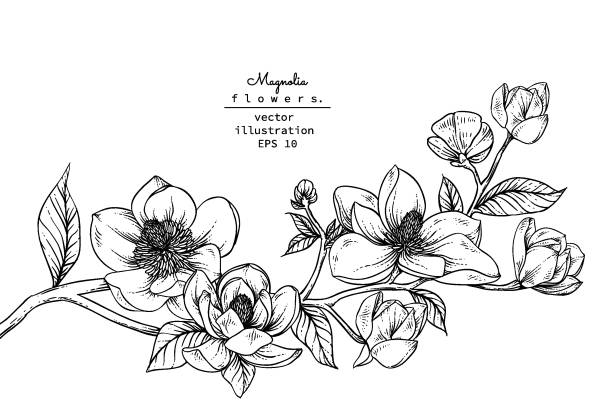 Print Sketch Floral Botany Collection. Magnolia flower drawings. Black and white with line art on white backgrounds. Hand Drawn Botanical Illustrations.Vector. a bunch of flowers clip art stock illustrations
