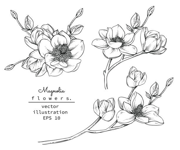 drukować - magnolia flower blossom botany stock illustrations