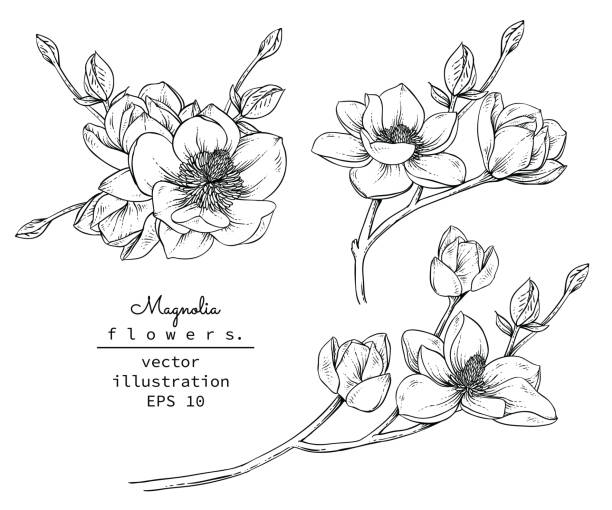 ilustrações, clipart, desenhos animados e ícones de imprimir - magnolia white blossom black