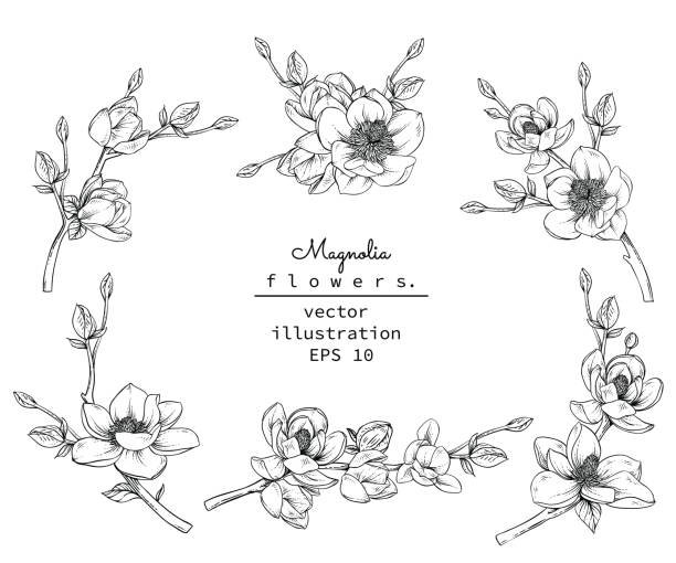 ilustrações, clipart, desenhos animados e ícones de imprimir - magnolia white blossom black