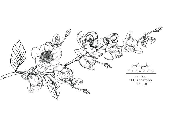 ilustrações, clipart, desenhos animados e ícones de imprimir - magnolia white blossom black