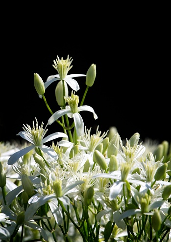 White clematis tends is grow fast, some call it a nuisance .